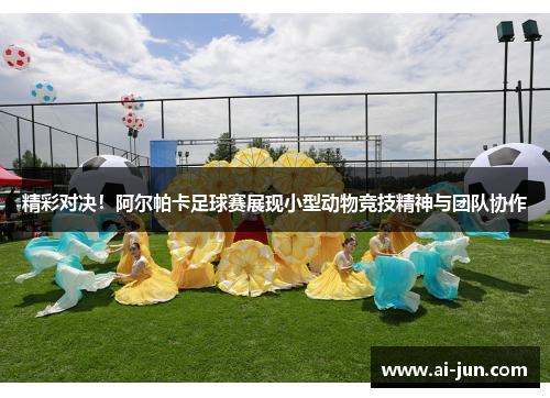 精彩对决！阿尔帕卡足球赛展现小型动物竞技精神与团队协作